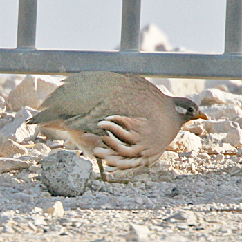 Sand Partridge