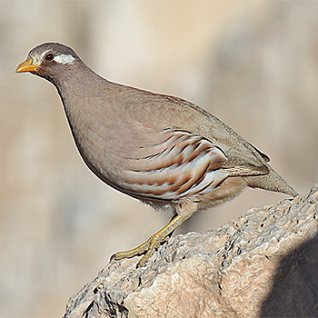 Sand Partridge