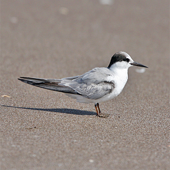 Saunders's Tern