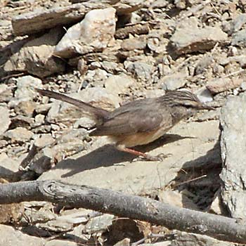 Scrub Warbler