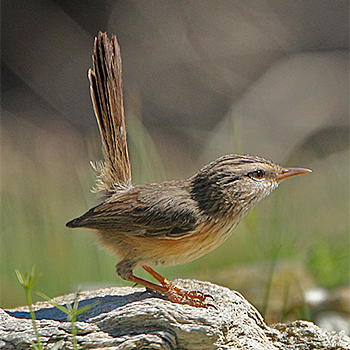 Scrub Warbler