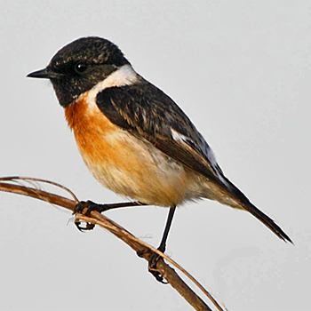 Siberian Stonechat