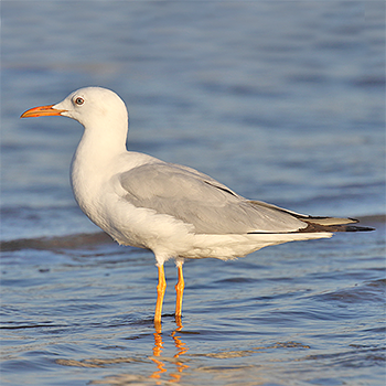 Slender-billed Gull