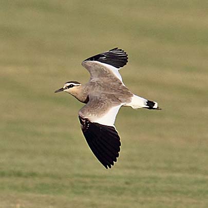Sociable Lapwing