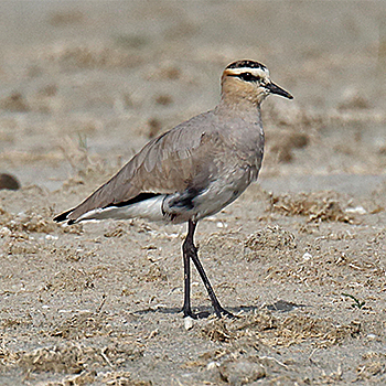 Sociable Lapwing