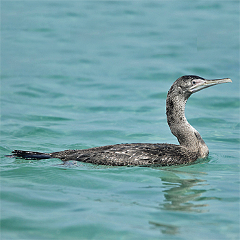 Socotra Cormorant