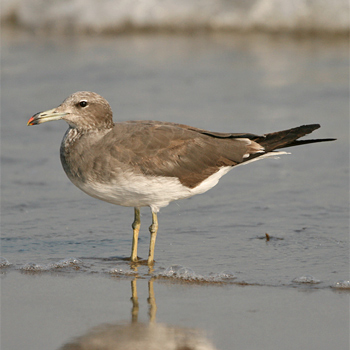 Sooty Gull