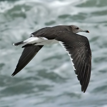 Sooty Gull
