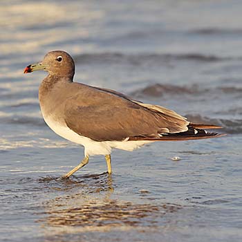 Sooty Gull