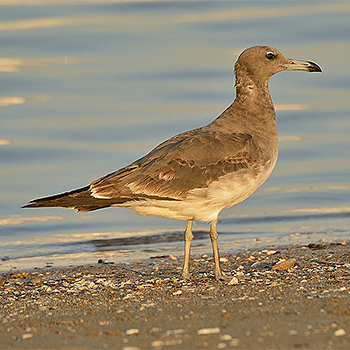 Sooty Gull