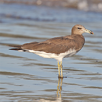 Sooty Gull