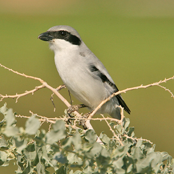 Great Grey Shrike