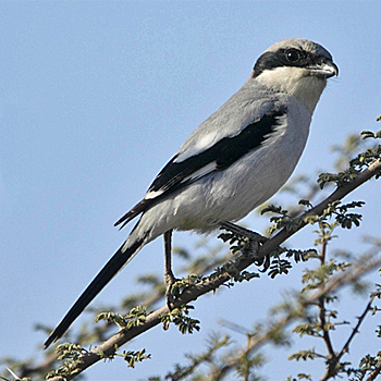 Great Grey Shrike