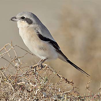 Great Grey Shrike