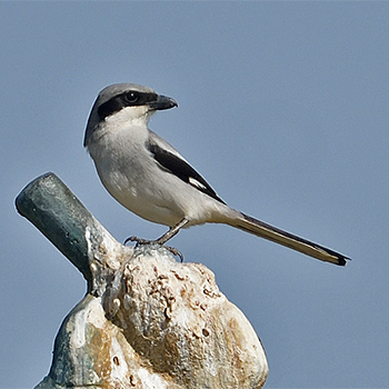 Great Grey Shrike