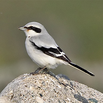 Great Grey Shrike