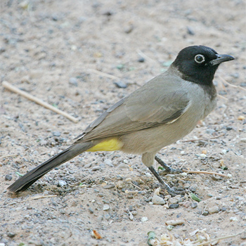 White-spectacled Bulbul