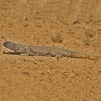 Spiny-tailed Lizard