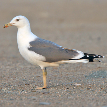 Lesser Black-backed (Steppe) Gull