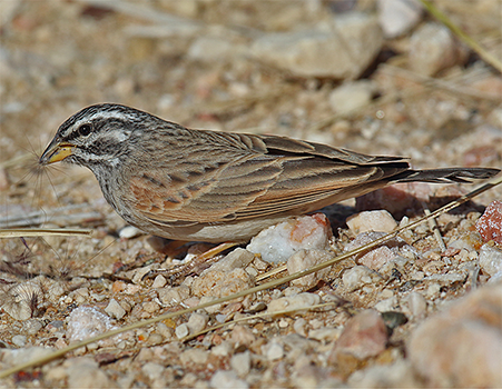 Striolated Bunting
