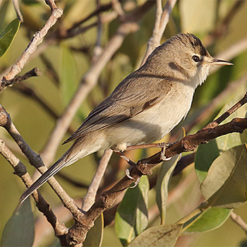 Sykes's Warbler