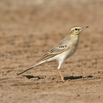 Tawny Pipit