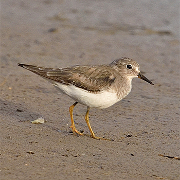 Temminck's Stint