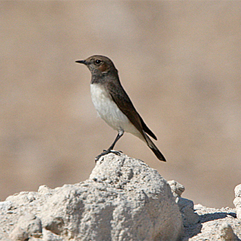 Variable Wheatear