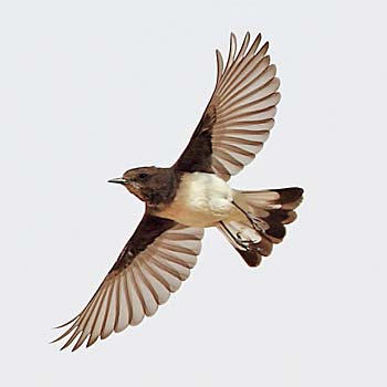 Variable Wheatear