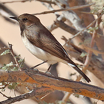 Variable Wheatear