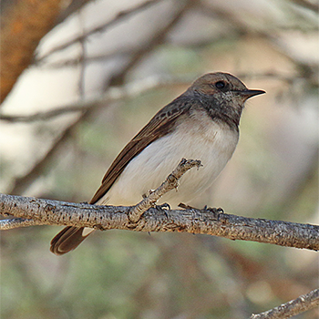 Variable Wheatear