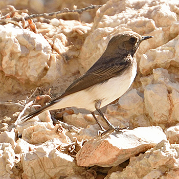Variable Wheatear