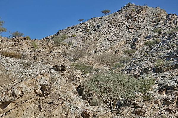 Wadi Masafi