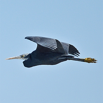 Western Reef-heron