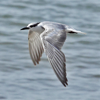Whiskered Tern