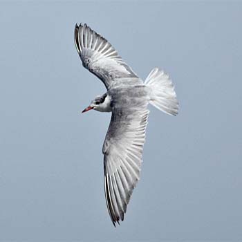 Whiskered Tern