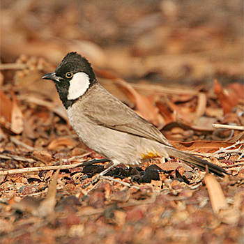White-eared Bulbul