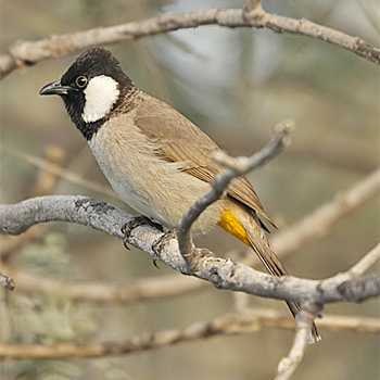 White-eared Bulbul
