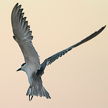 White-cheeked Tern