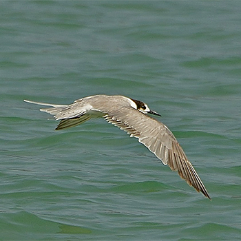 White-cheeked Tern