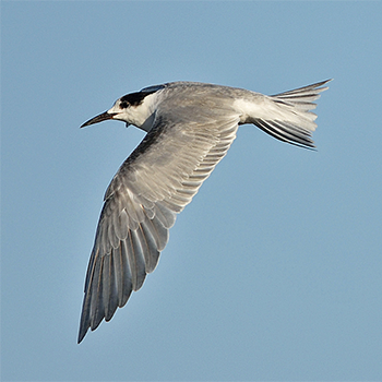 White-cheeked Tern