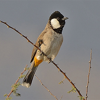 White-eared Bulbul