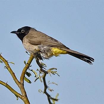 White-spectacled Bulbul