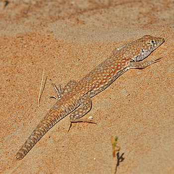 White-spotted Lizard (<em>Acanthodactylus schmidti</em>)