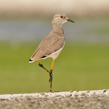 White-tailed Lapwing