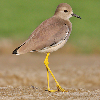 White-tailed Lapwing