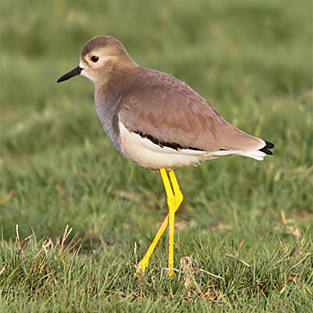 White-tailed Lapwing