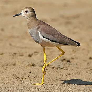 White-tailed Lapwing