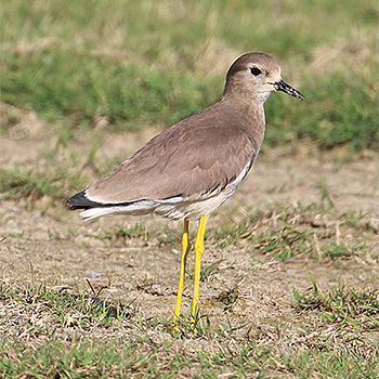 White-tailed Lapwing