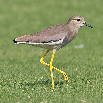 White-tailed Lapwing